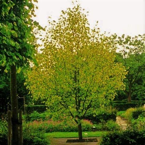 Buy Liriodendron Tulipifera ‘aureomarginata Tree Hillier Trees