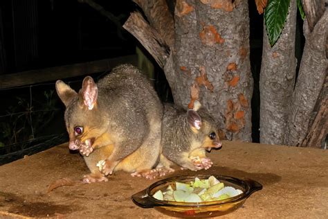 Australian Brushtail Possum And Joey Feeding Photograph By Christopher