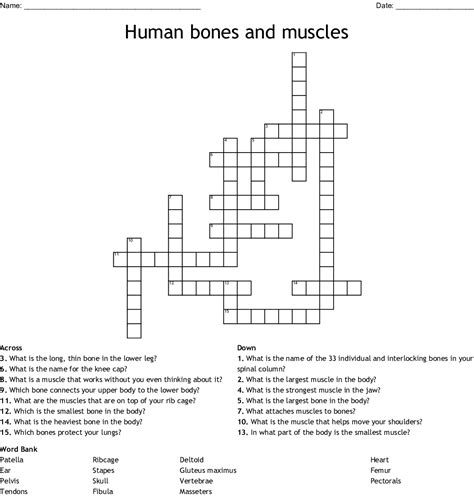 Bones And Muscles Crossword Wordmint