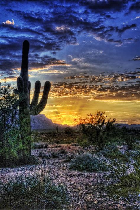 Sonoran Sunrise Photograph By Saija Lehtonen Fine Art America