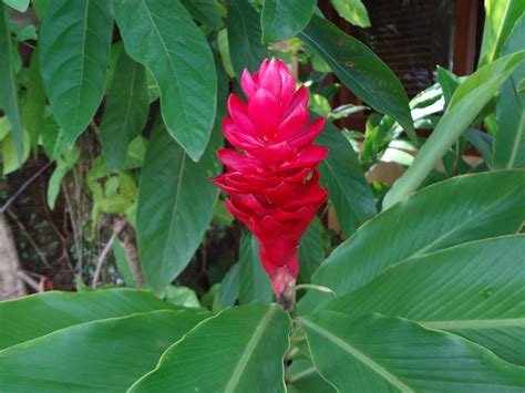 Free Images Leaf Botany Flora Red Flower Heliconia Tropical