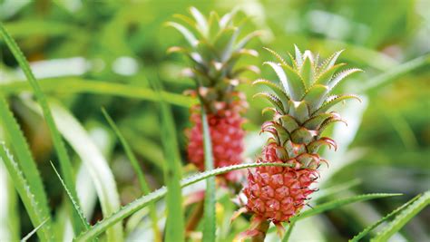 Get Started With Pineapples Organic Gardener Magazine Australia
