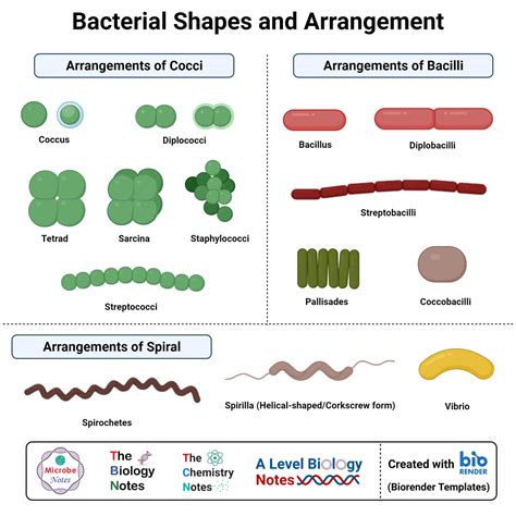 Morphology Of Bacteria Sizes Shapes Arrangements Examples