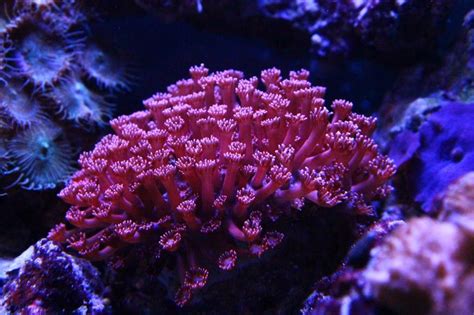 Also known as daisy coral, flower coral, net coral. Goniopora Flower Pot Coral Show-Off Thread | REEF2REEF ...