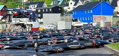 Blue Planet Society On Twitter A Horrific Day Even By Faroe Islands