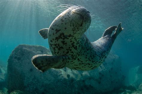 Animals Nature Seals