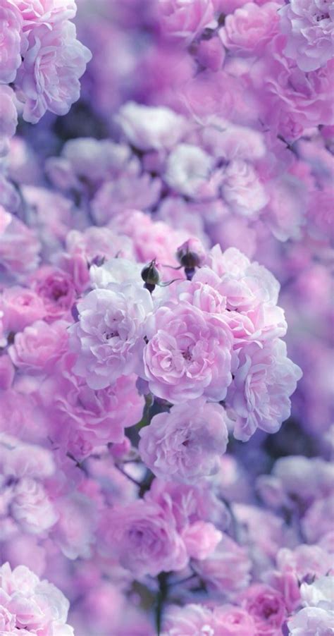 Just to let you know, i'm not an expert so. Pin by Melika_mk on Wallpapers | Purple flowers wallpaper ...