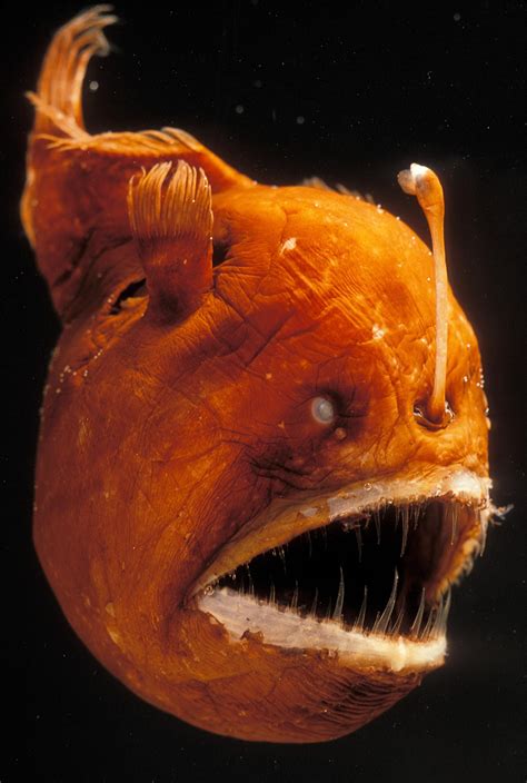 Anglerfish National Geographic Deep Sea Life Deep Sea Creatures