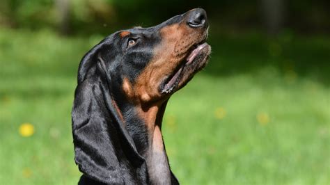 Floppy Eared Dogs A Guide To The Top 14 Breeds
