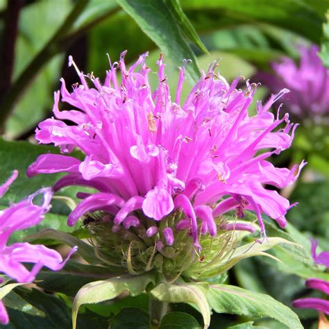 Phlox Pink Flame Dwarf Phlox Phlox Paniculata Flame Pink Easy To