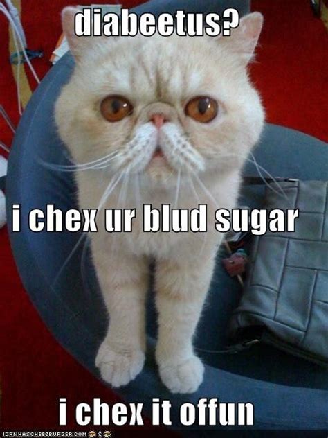 Like humans, cats can develop diabetes mellitus, also known as sugar diabetes, a disease that occurs when the body can no longer produce or use insulin properly, says cornell university college of veterinary medicine. Diabetic cat? | Diabetes Sucks | Pinterest