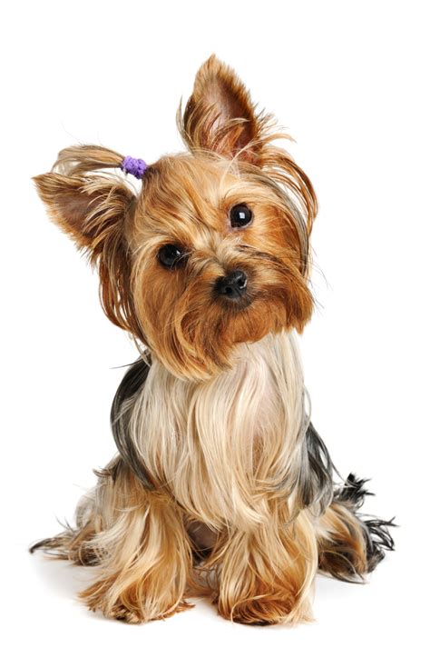 Purebred Vs Non Purebred Yorkies How Do They Compare Yorkie Universe