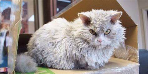 Meet Pompous Albert The Cat Who Looks Permanently Angry Huffpost Uk