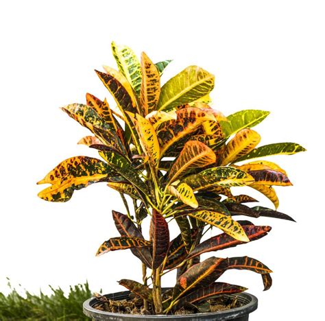 Croton Plant Care An Ultimate Guide Greener On The Inside Croton