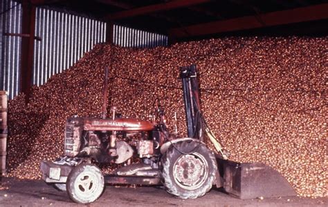 Bulk Onion Storage In Ny 1979 Havey Lab