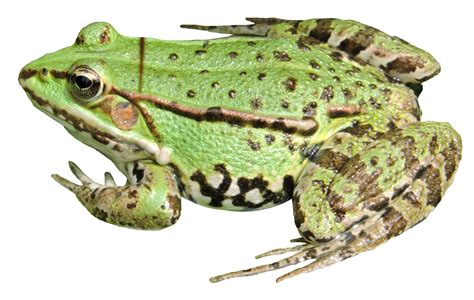 Frog Png Transparent Image Download Size 2943x1866px