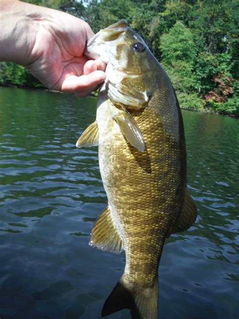 Bass are one of the most sought after of all the game fish. Motorized W700 Bass Fishing Trip in Rainbow Reservoir ...