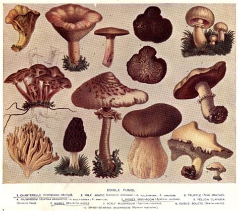 Bad ‘shrooms The Dark Underbelly Of Morel Mushroom