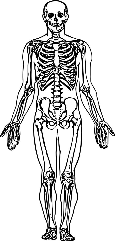 Skeletal System Sketch Drawing Coloring Page Wecolori