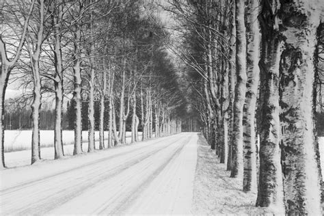 무료 이미지 숲 분기 눈 겨울 검정색과 흰색 목재 도로 화이트 서리 날씨 틀 단색화 시즌 삼림지