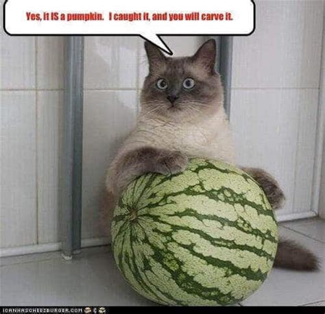 It's mostly made up of water so it's helpful in keeping your cat. what fruits can cats eat - Can Cat Eat