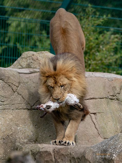 Michael Porter Photography Animals Of Blackpool Zoo