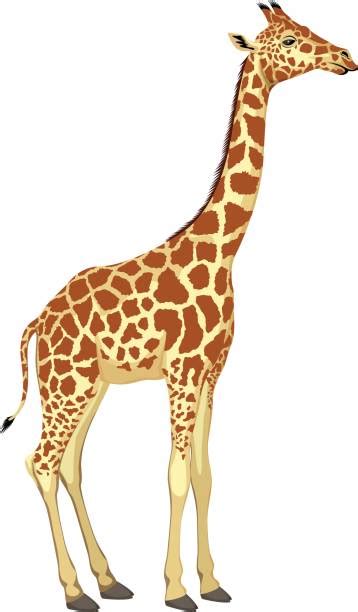 Clip Art Giraffe 20 Free Cliparts Download Images On Clipground 2024