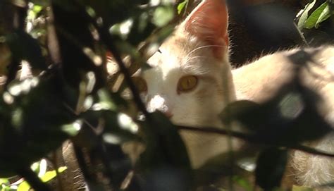 Welcome to the hill country trail region. Wild Cats of the Texas Hill Country