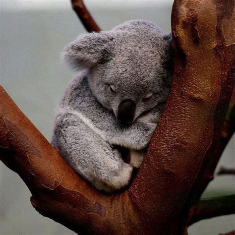 Cute Koala Bear Cute Animals Animals Beautiful Cute Baby Animals