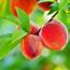 Peach Florida Prince  Buy Plants Online Pakistan Nursery