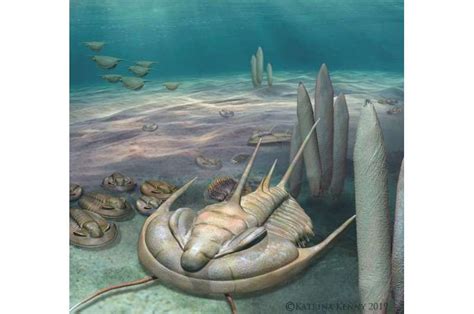 New King Of Fossils Discovered On Kangaroo Island