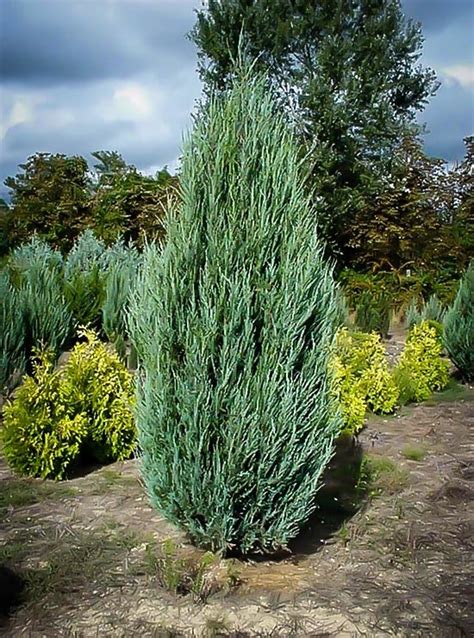 Skyrocket Juniper For Sale Online The Tree Center