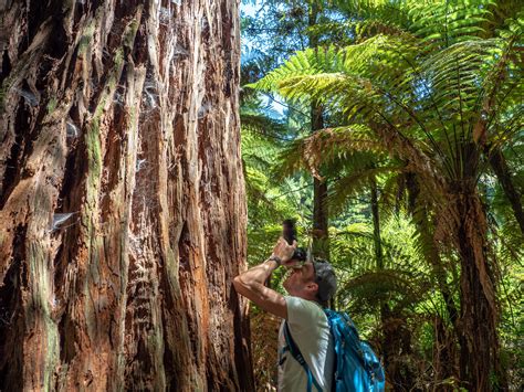Redwoods Rotorua Trip Around The World