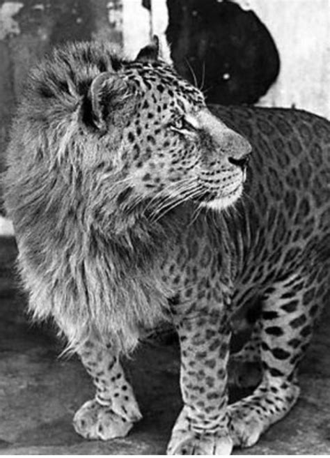 Leopon A Hybrid Resulting From A Male Leopard And Female Lion