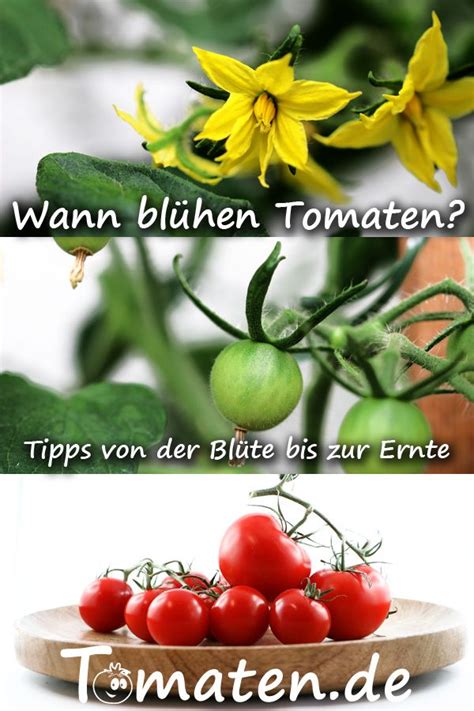 Wie pflanzt man tomaten richtig ein? Wann blühen Tomaten? Wie lange dauert es bis zur Ernte ...