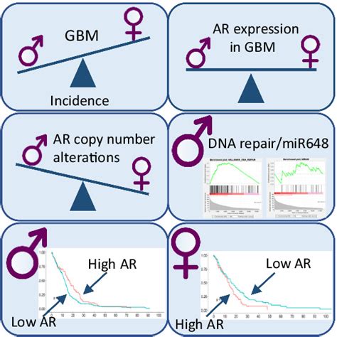 the sex‐dependent role of the androgen receptor in glioblastoma results of molecular analyses