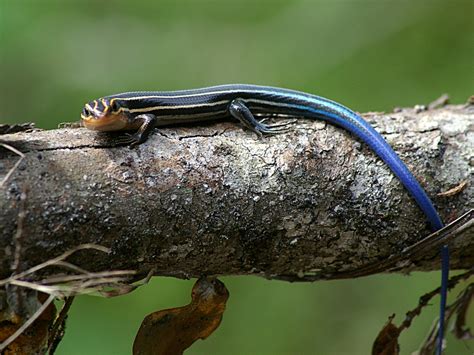 Five Lined Skink Juvenile Blue Tailed Skink A Photo On