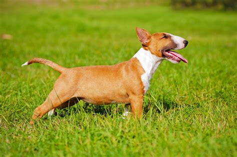 How Much Would A Bull Terrier Cost