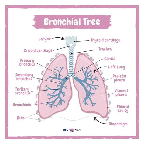 Lungs And Its Bronchial Tree Medizzy