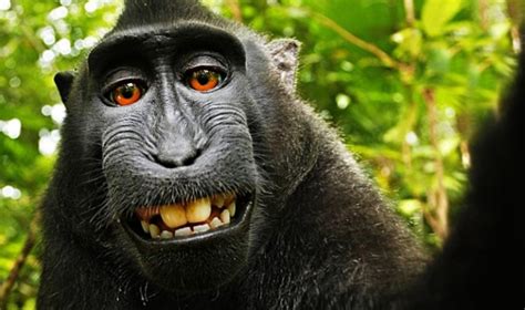 Un Juez De California Niega Al Macaco Naruto La Autoría De Sus Selfis