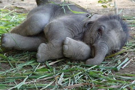 24 Belas Fotos Que Provam Como Os Elefantes São Fofos Animais Bebês