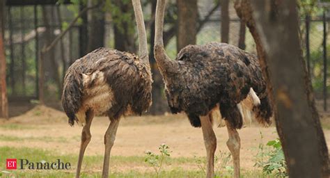 Ostriches Exist All Over India Dna Evidence Merely Confirms Their