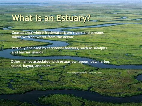 Ppt Biome Estuary Powerpoint Presentation Free Download Id3024418