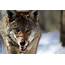 Red Wolf Betrayal  Defenders Of Wildlife