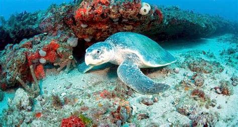 Olive Ridley Sea Turtle Ocean Treasures Memorial Library