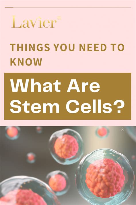 Things You Need To Know What Are Stem Cells Lavier International