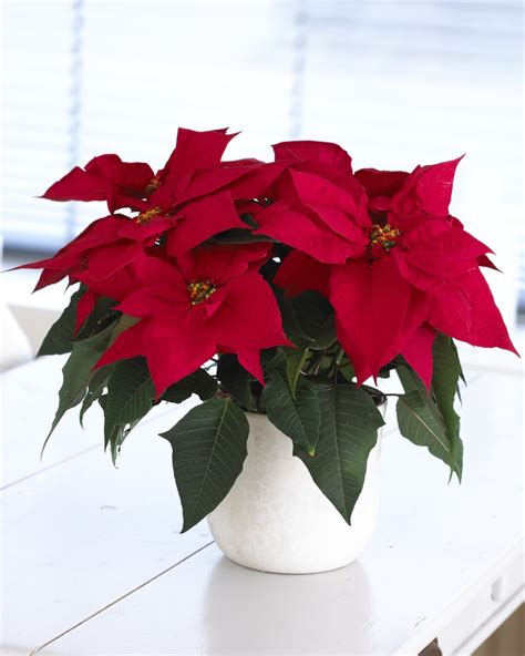 Red Poinsettia The Essential Christmas Plant Garden Plants
