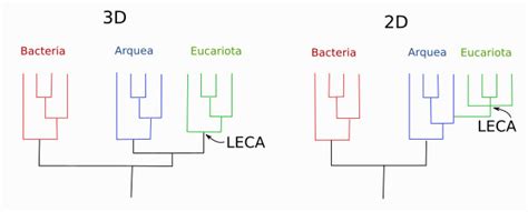 Evolución Linajes Celulares Tipos Celulares Web De Evolución De La