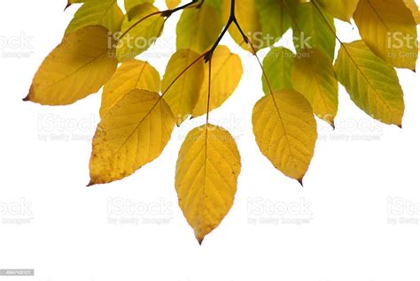 Golden Leaves Fall Stock Photo Download Image Now Autumn
