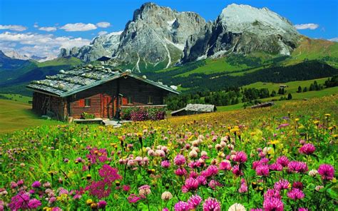 The tulip shaped flowers have three white, (infrequently pinkish or lavender) petals, each marked with a broad purple band and yellow gland tipped hairs near the base. Landscape Wooden Mountain House Box With Spring Flowers ...